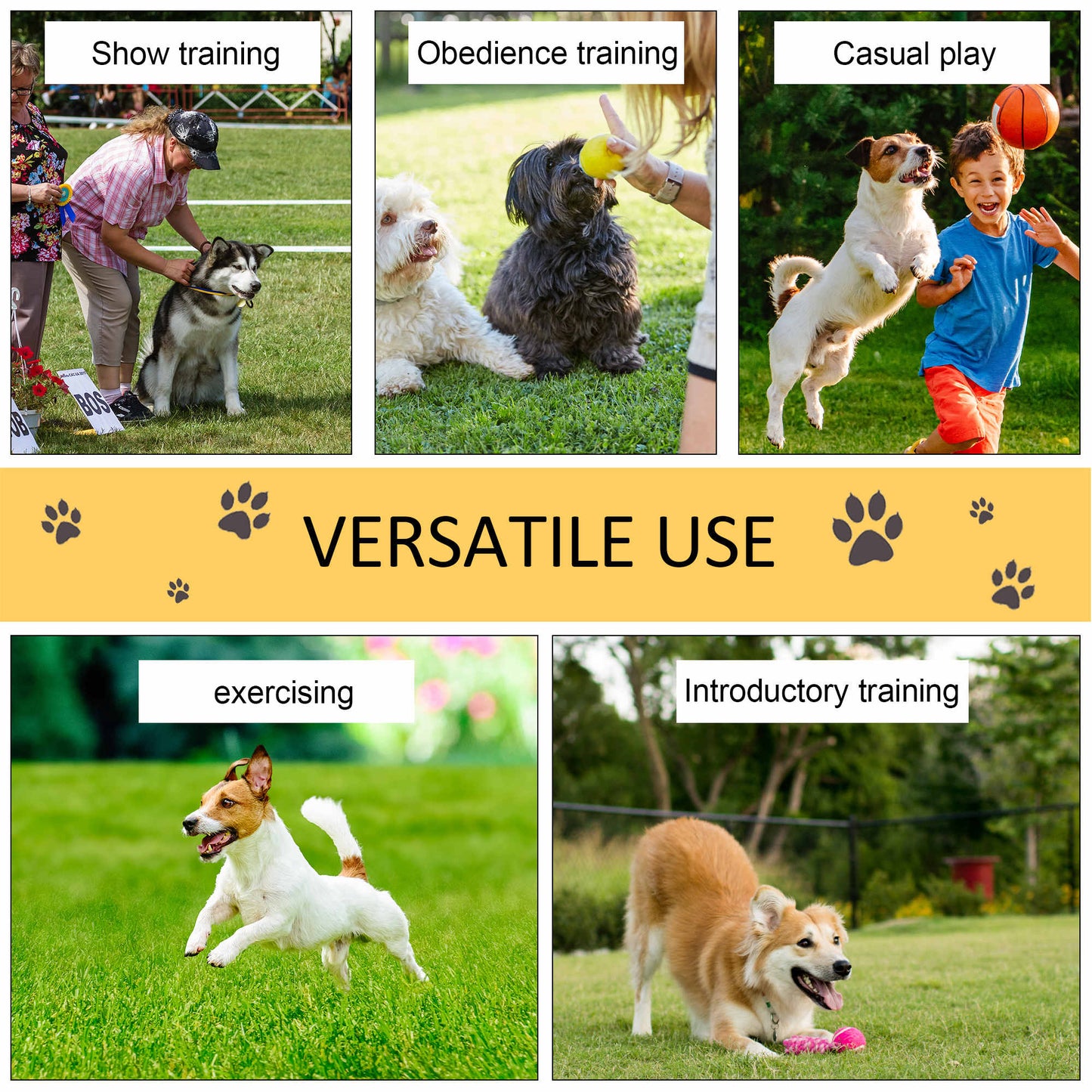 Dog Agility Training Equipment ( Amazon Shipping)（Prohibited by WalMart）