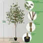 Eucalyptus