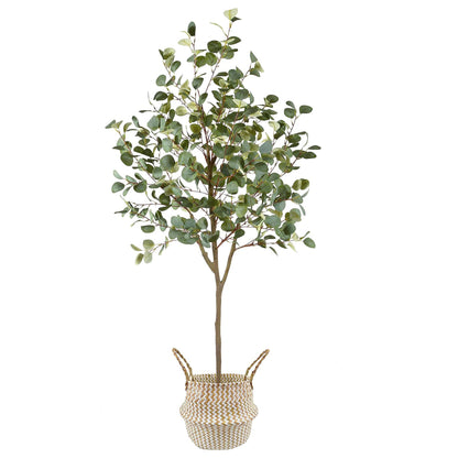 Eucalyptus
